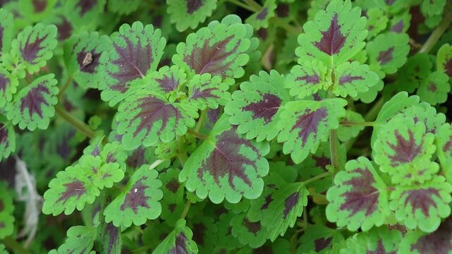 Ornamental plants in the garden.