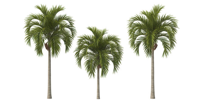 Quindio wax palm trees isolated on transparent background and selective focus close up. 3D render image.