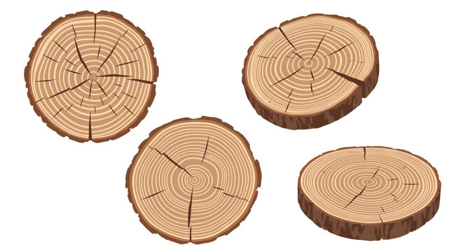 Set of four wooden tree trunk cross sections showing distinct annual growth rings and natural textures on a clean white background.