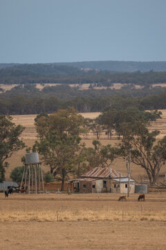 Rustic Australian farm with cattle and water tank tower under a hazy sky