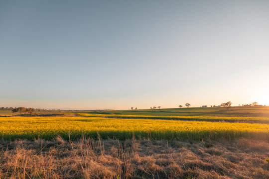 Vast yellow canola field under a clear blue sky at sunset with distant trees