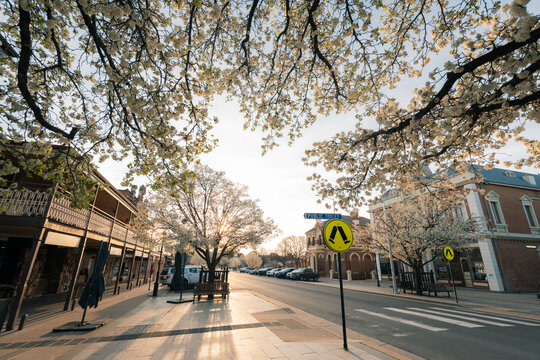 Peaceful street scene with blooming trees and historic buildings in soft afternoon light