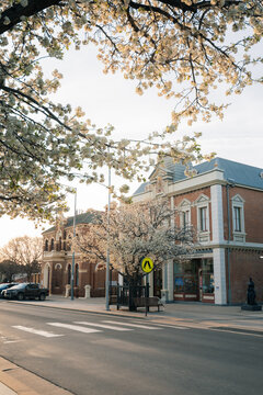 Tranquil street scene with blooming trees in front of historic brick buildings during golden hour