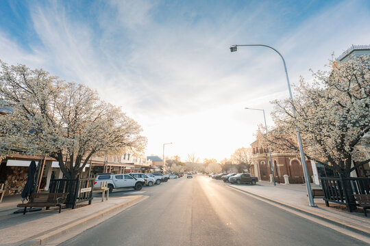 Small town street lined with blooming trees and parked cars at golden hour