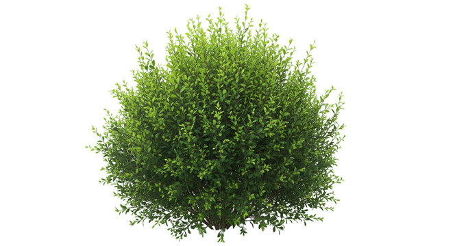 bush isolate on a transparent background, 3D illustration, cg render