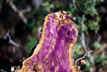 Naklejka premium Vivid purple and brown wood grain texture of a tree stump in nature