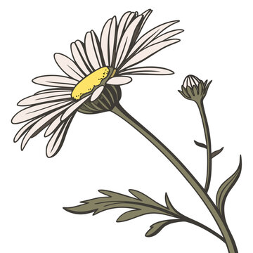A delightful and fresh vector illustration of a blooming daisy flower with a vibrant yellow center and delicate white petals, accompanied by a budding flower.