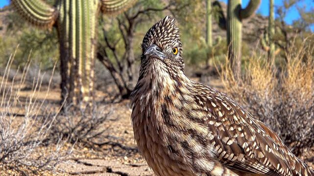 A close-up view of a roadrunner bird in its natural desert habitat, with cacti in the background, showcasing wildlife