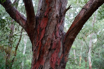 Obraz premium Close-up of a tree trunk with peeling red and brown bark in a forest setting