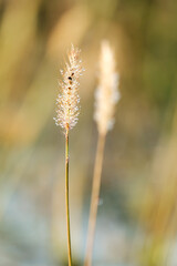 Obraz premium Grass seed head with dew drops macro, morning light nature detail with bokeh