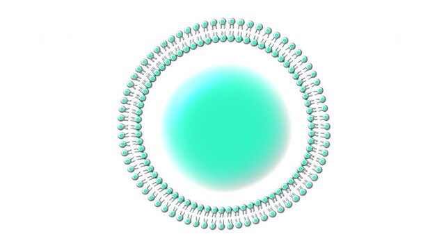 Ribosome Protein Synthesis 3D Animation. Longevity Anti-Aging Biotech Research Concept