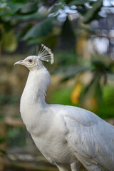 Fototapeta premium Side profile of a majestic white peacock with elegant crest feathers, showcasing pure white plumage against a soft blurred green nature background. High quality wildlife photography.