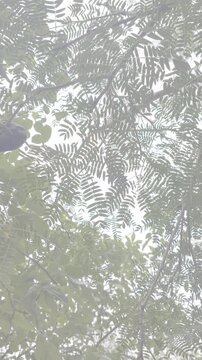 Underneath a fruiting Enterolobium contortisiliquum tree looking upwards with a cinematic effect