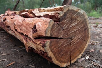 Naklejka premium Close-up of a large, weathered, fallen tree trunk with intricate wood grain and rough texture