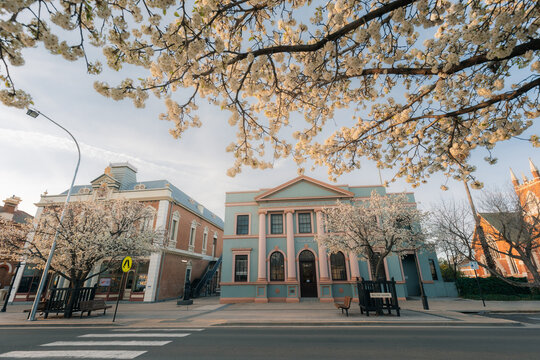 Historic buildings and blooming trees on a sunny spring day in an Australian town