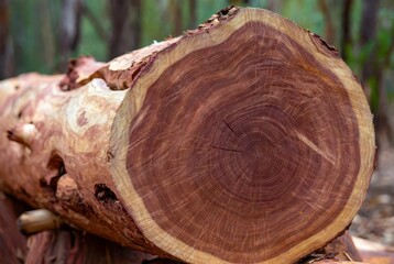 Naklejka premium Close-up of a freshly cut redwood tree trunk showing detailed growth rings and texture