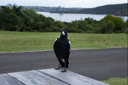 Magpie sitting on a table alongside Sydney Harbour