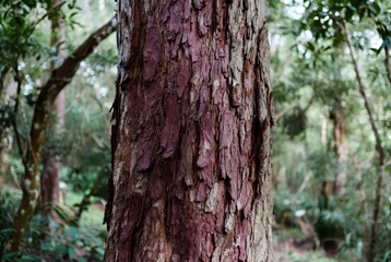 Obraz premium Detailed close-up of rough, peeling, reddish-brown bark on a tree trunk in a forest