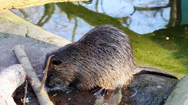 North American nutria forages near water's edge, showing progression from stillness to movement, with natural habitat elements visible in the background