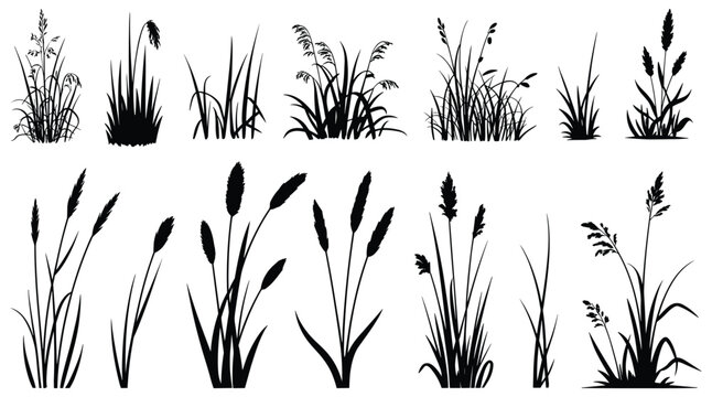 Nature's Whispers: Elegant black silhouette set of wild grass. botanical, minimalist design, prairie grass, outdoor foliage, elegant touch.