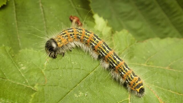 Macro view of buff-tip moth larva (Phalera bucephala) eating green leaf with detailed texture