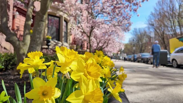Daffodils in Boston 