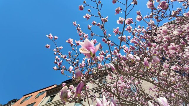 Pink Magnolias Flowering in Boston