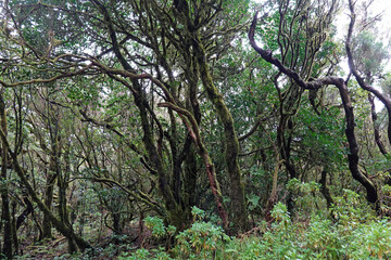 Fototapeta premium Wald im Parque Rural de Anaga, Teneriffa