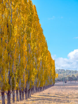 Autumn colour in New England