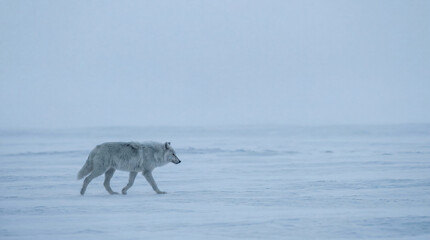 Fototapeta premium Arctic wolf snow winter cold wildlife solitude nature animal landscape. An arctic wolf walks alone across snowy frozen landscape under pale sky