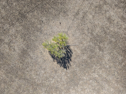 Last tree in drought hit farm