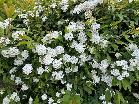 Reeves Spirea