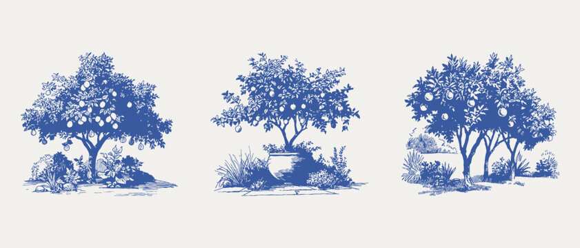 Citrus fruit trees garden set illustration. Illustrations for packaging and botanical decor, hand drawn sketch pencil style with fine hatching lines and organic textured strokes.