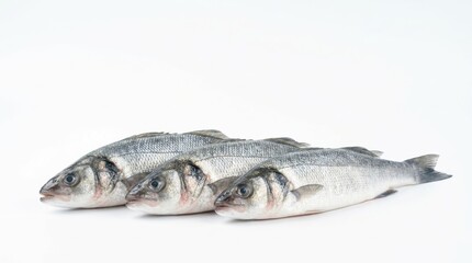 Fototapeta premium Three fresh whole sea bass fishes arranged in a line on a white surface