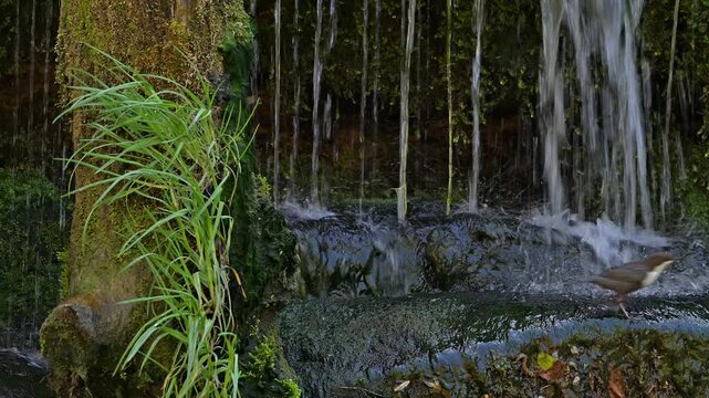 White-throated dipper / Central European dipper (Cinclus cinclus aquaticus) adult leaving nest behind small waterfall in stream / river in spring
