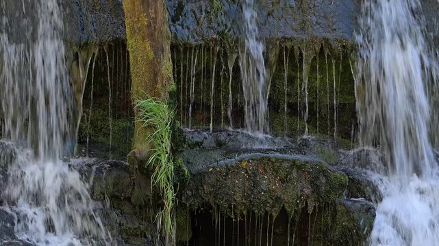 White-throated dipper / Central European dipper (Cinclus cinclus aquaticus) adult visiting nest behind small waterfall in stream / river in spring