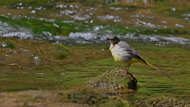 Grey wagtail (Motacilla cinerea cinerea) adult female preening feathers on rock in stream in spring