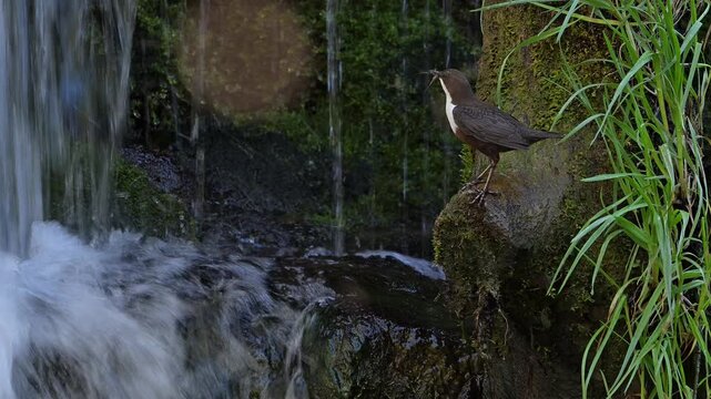 White-throated dipper (Cinclus cinclus aquaticus) adult visiting nest behind small waterfall in river to feed insects to young in spring