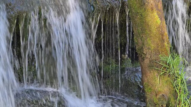 White-throated dipper / Central European dipper (Cinclus cinclus aquaticus) fledgeling / young at nest behind small waterfall in stream / river in spring