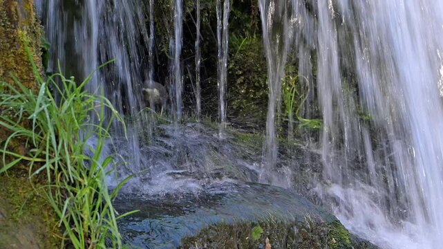 Zooming in on white-throated dipper (Cinclus cinclus aquaticus) fledgeling / young at nest behind small waterfall in stream / river in spring