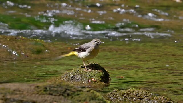 Grey wagtail (Motacilla cinerea cinerea) juvenile catching flying insects from rock in stream in spring