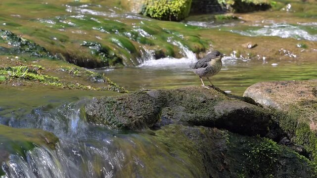 White-throated dipper (Cinclus cinclus aquaticus) newly fledged fledgeling / young perched on rock in stream / river in spring
