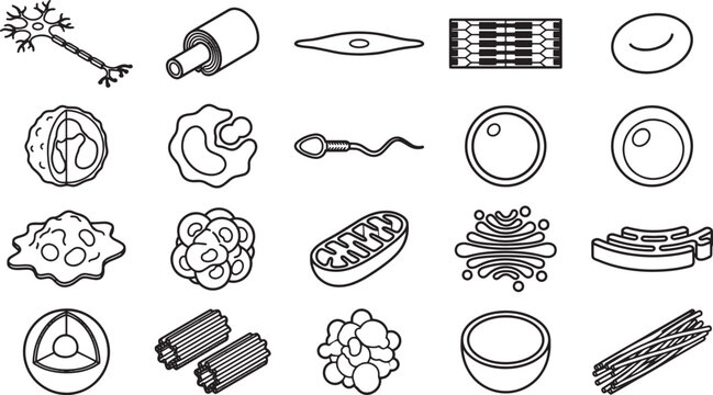 An educational, artistic black and white collection of different microscopic and cellular anatomical illustrations for biology students and enthusiasts.