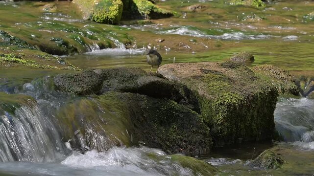 White-throated dipper (Cinclus cinclus aquaticus) newly fledged fledgeling / young perched on rock and begging for food in stream / river in spring
