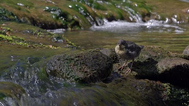 White-throated dipper (Cinclus cinclus aquaticus) newly fledged fledgeling / young perched on rock and foraging for insects in stream / river in spring