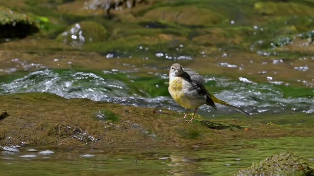 Grey wagtail (Motacilla cinerea cinerea) adult female preening feathers on rock in stream in spring