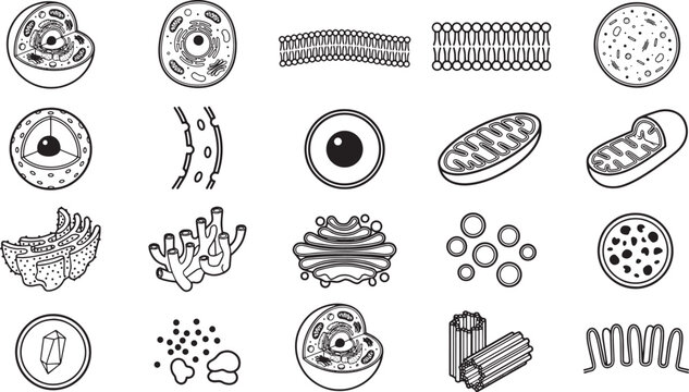 Microscopic world of cellular structure, a detailed monochrome illustration unveiling the intricate components of life at the cellular level.