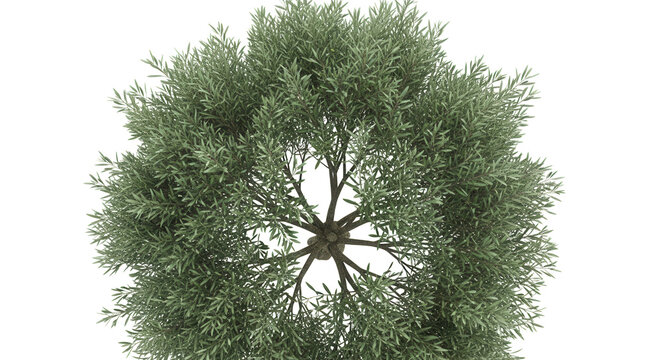 Olive Tree plan top view 4k cutout transparen