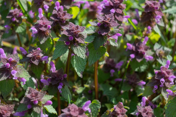 Fototapeta premium Purple flowers grow in a garden under bright sunlight during the midday hours attracting bees and other pollinators