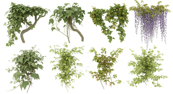 creeper plants on transparent background, 3D rendering, for illustration, digital composition and architecture visualization